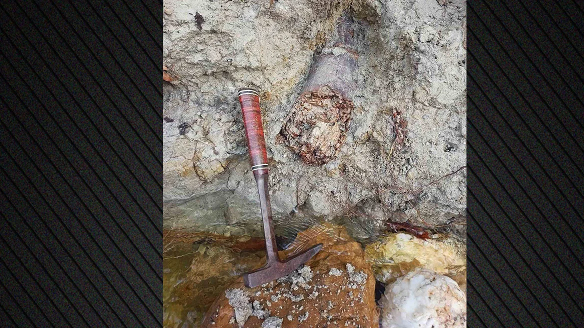 Λαγκαδάς: Ερευνητές ανακάλυψαν απολιθωμένο χαυλιόδοντα από Μαμούθ του Νότου (φωτο)