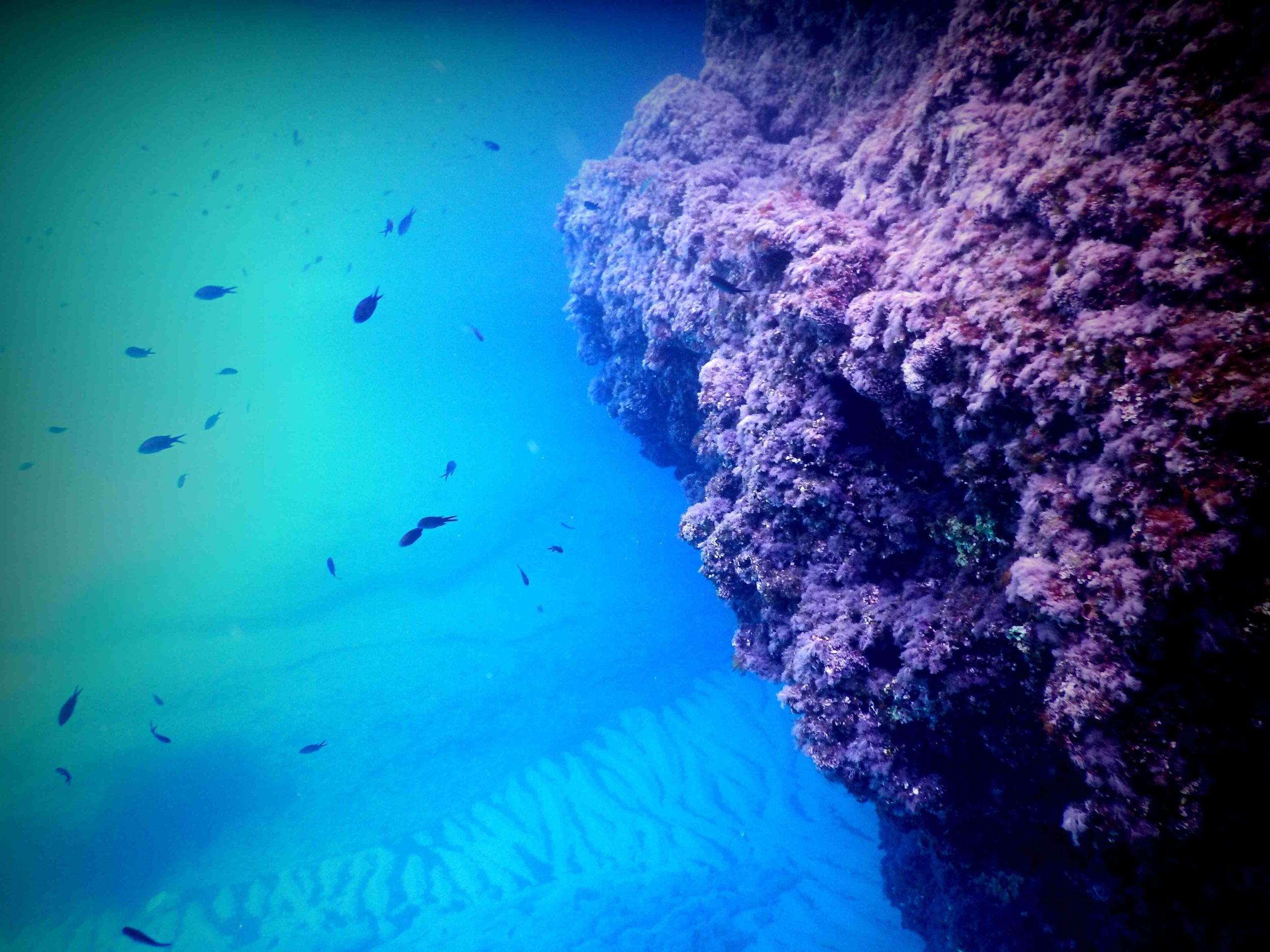 milos-2359178-scaled