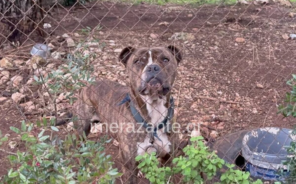 paidi-skilos-zakinthos-1200x746