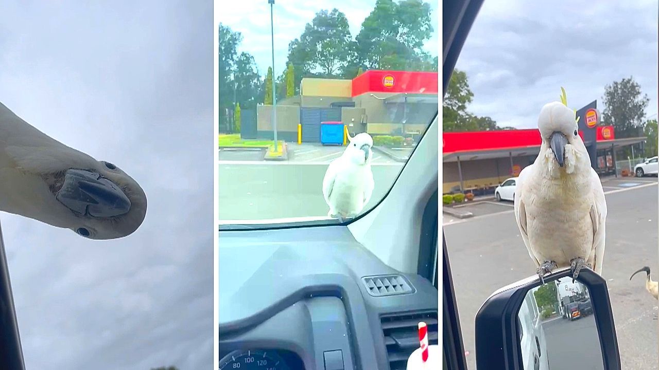 papagaloi-kokatoy-poliorkoyn-epivates-aytokinitoy-1765547328