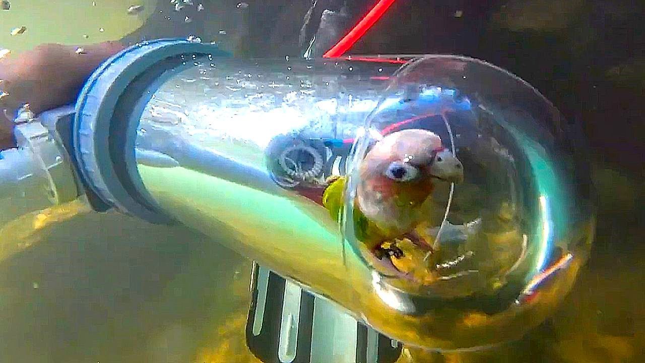 papagalos-kanei-katadysi-stin-kina-1765615842