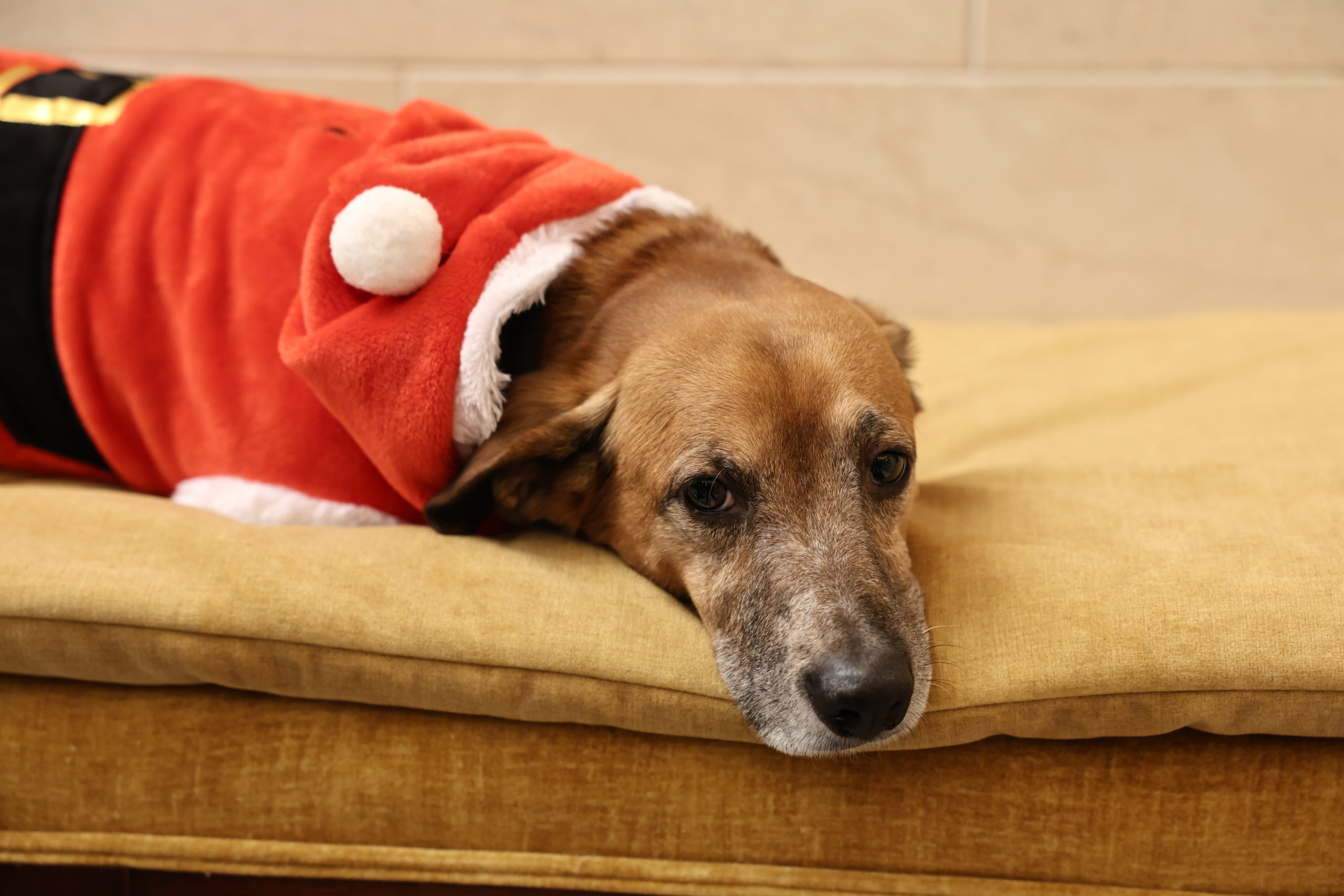 Κυριάκος Μητσοτάκης: Απόλαυσε τα πρωτοχρονιάτικα κάλαντα από την Ένωση Λιοσιωτών Ιλίου – ΕΙΚΟΝΕΣ και ΒΙΝΤΕΟ