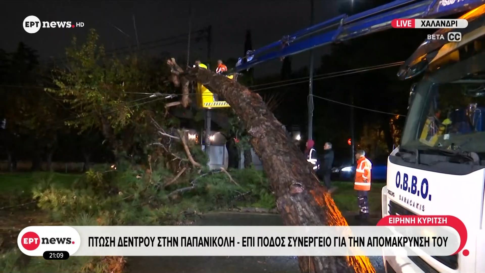 Πτώση δέντρου στην Παπανικολή – Επί ποδός συνεργείο για την απομάκρυνσή του