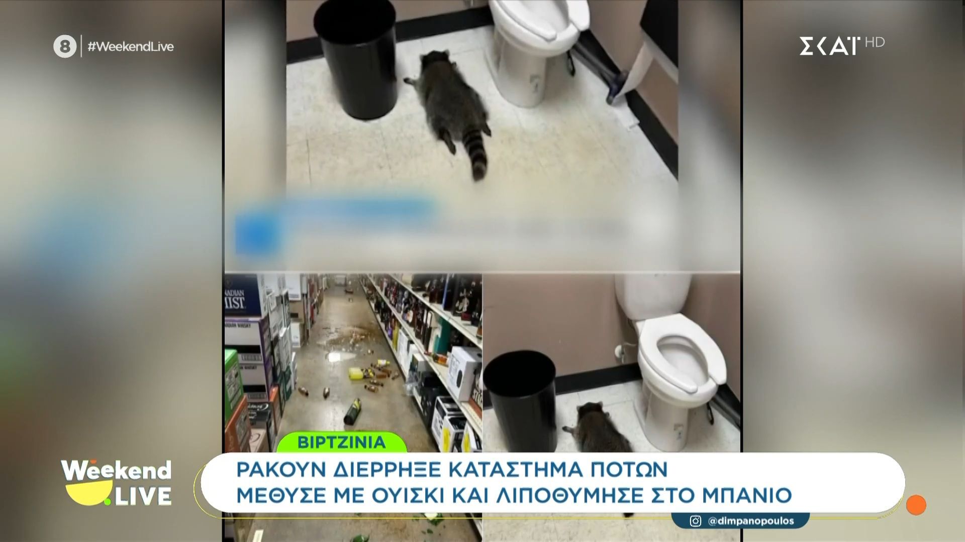 Ρακούν διέρρηξε κατάστημα ποτών – Μέθυσε με ουίσκι και λιποθύμησε στο μπάνιο
