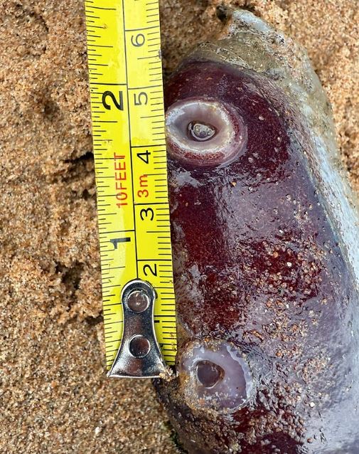 Ασυνήθιστο θαλάσσιο ον βρέθηκε σε ακτή της Σκωτίας – Οι επιστήμονες μιλούν για σπουδαία ανακάλυψη 9 Ασυνήθιστο θαλάσσιο ον βρέθηκε σε ακτή της Σκωτίας – Οι επιστήμονες μιλούν για σπουδαία ανακάλυψη