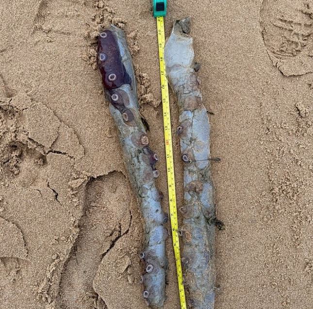 Ασυνήθιστο θαλάσσιο ον βρέθηκε σε ακτή της Σκωτίας – Οι επιστήμονες μιλούν για σπουδαία ανακάλυψη 7 Ασυνήθιστο θαλάσσιο ον βρέθηκε σε ακτή της Σκωτίας – Οι επιστήμονες μιλούν για σπουδαία ανακάλυψη