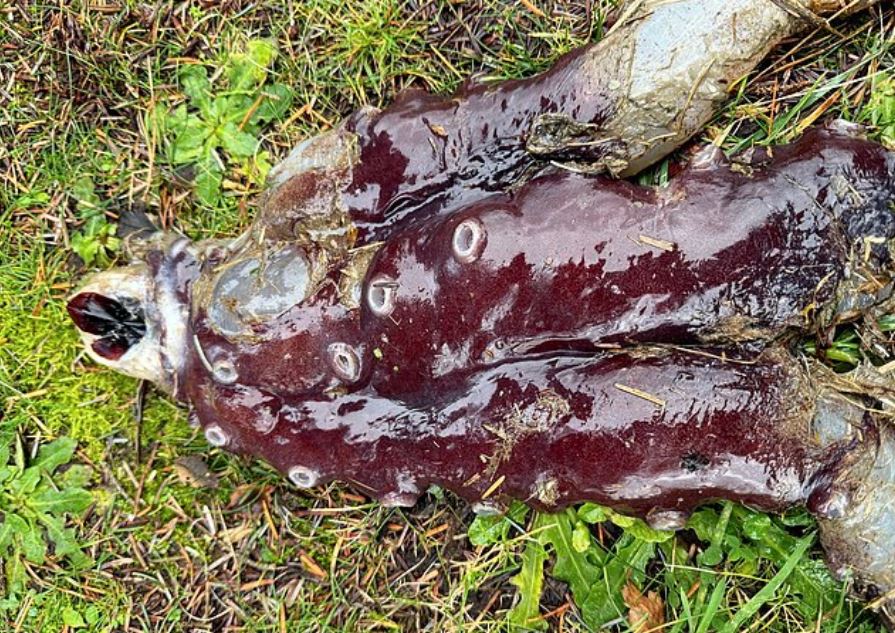 Ασυνήθιστο θαλάσσιο ον βρέθηκε σε ακτή της Σκωτίας – Οι επιστήμονες μιλούν για σπουδαία ανακάλυψη 8 Ασυνήθιστο θαλάσσιο ον βρέθηκε σε ακτή της Σκωτίας – Οι επιστήμονες μιλούν για σπουδαία ανακάλυψη