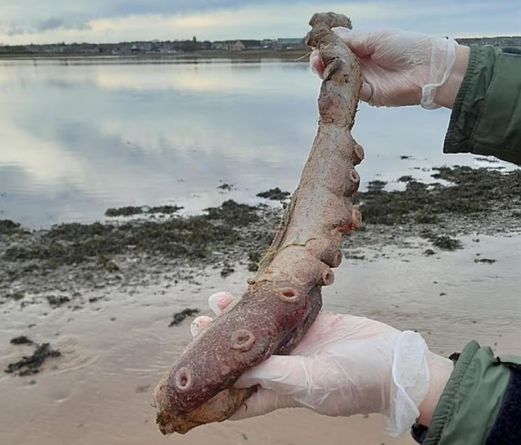 Ασυνήθιστο θαλάσσιο ον βρέθηκε σε ακτή της Σκωτίας – Οι επιστήμονες μιλούν για σπουδαία ανακάλυψη 12 Ασυνήθιστο θαλάσσιο ον βρέθηκε σε ακτή της Σκωτίας – Οι επιστήμονες μιλούν για σπουδαία ανακάλυψη