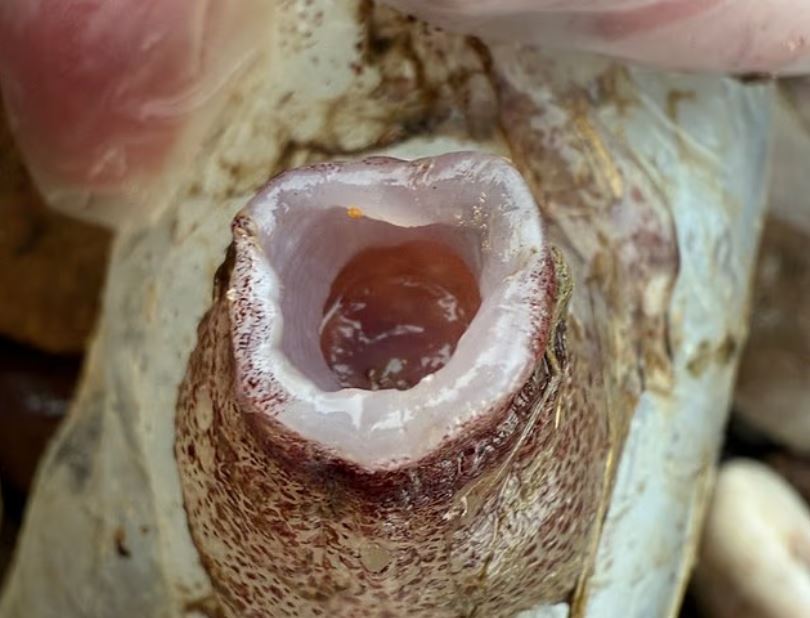 Ασυνήθιστο θαλάσσιο ον βρέθηκε σε ακτή της Σκωτίας – Οι επιστήμονες μιλούν για σπουδαία ανακάλυψη 10 Ασυνήθιστο θαλάσσιο ον βρέθηκε σε ακτή της Σκωτίας – Οι επιστήμονες μιλούν για σπουδαία ανακάλυψη