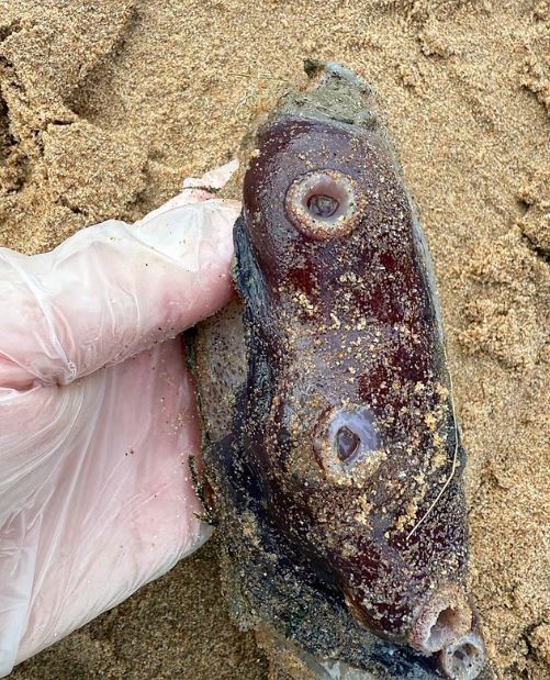 Ασυνήθιστο θαλάσσιο ον βρέθηκε σε ακτή της Σκωτίας – Οι επιστήμονες μιλούν για σπουδαία ανακάλυψη 11 Ασυνήθιστο θαλάσσιο ον βρέθηκε σε ακτή της Σκωτίας – Οι επιστήμονες μιλούν για σπουδαία ανακάλυψη