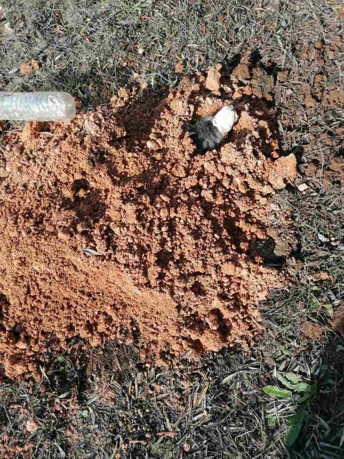 Θεσσαλονίκη: Η ανακοίνωση της ΕΛΑΣ για τον 90χρονο που έθαψε ζωντανό τον σκύλο του – Δείτε συγκλονιστικές εικόνες 2 Θεσσαλονίκη: Η ανακοίνωση της ΕΛΑΣ για τον 90χρονο που έθαψε ζωντανό τον σκύλο του – Δείτε συγκλονιστικές εικόνες