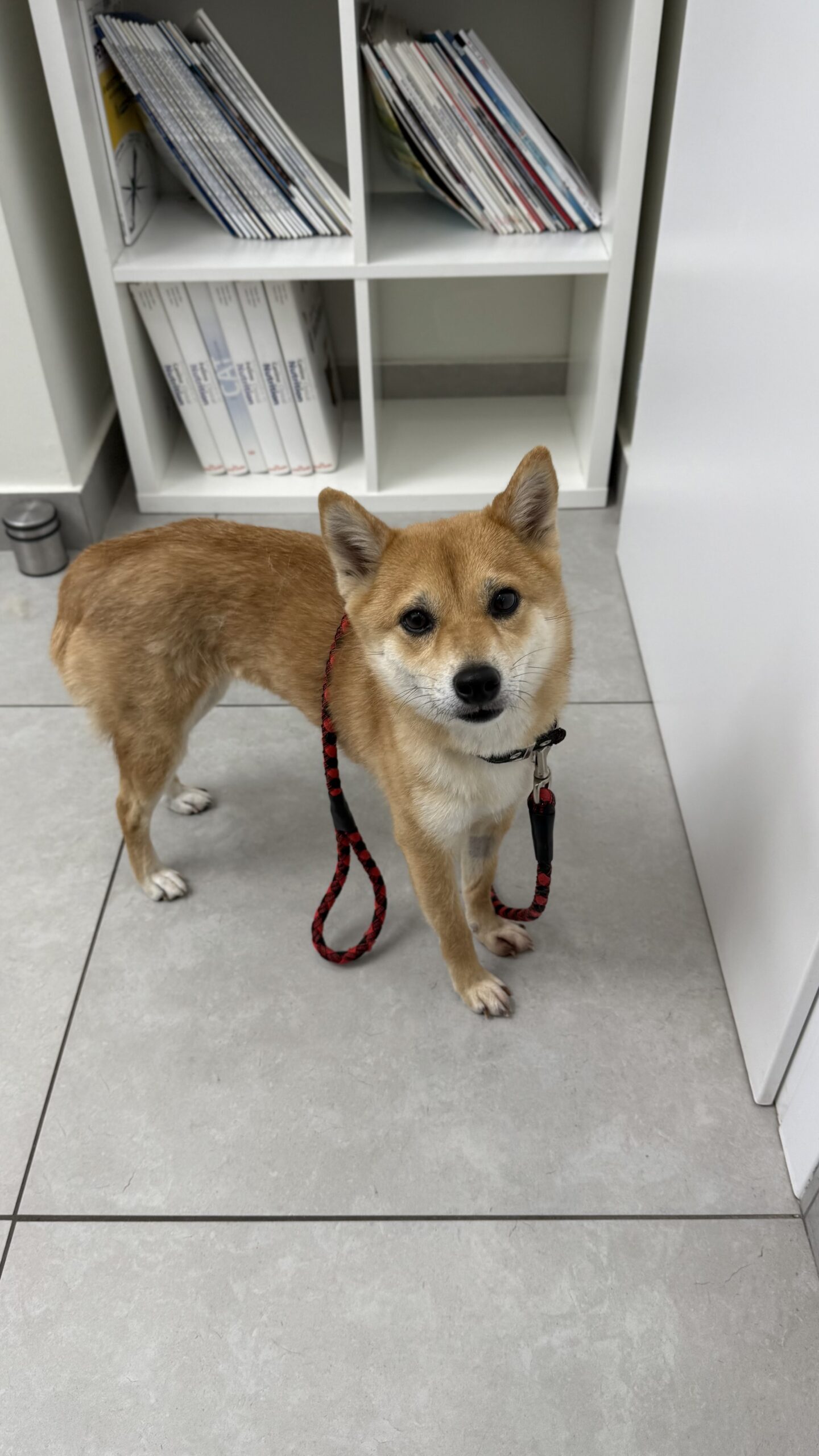 "Η Αξία της Προσαρμοσμένης Διατροφής ανάλογα με το Μέγεθος και τη Φυλή του Σκύλου" 12 σκύλος