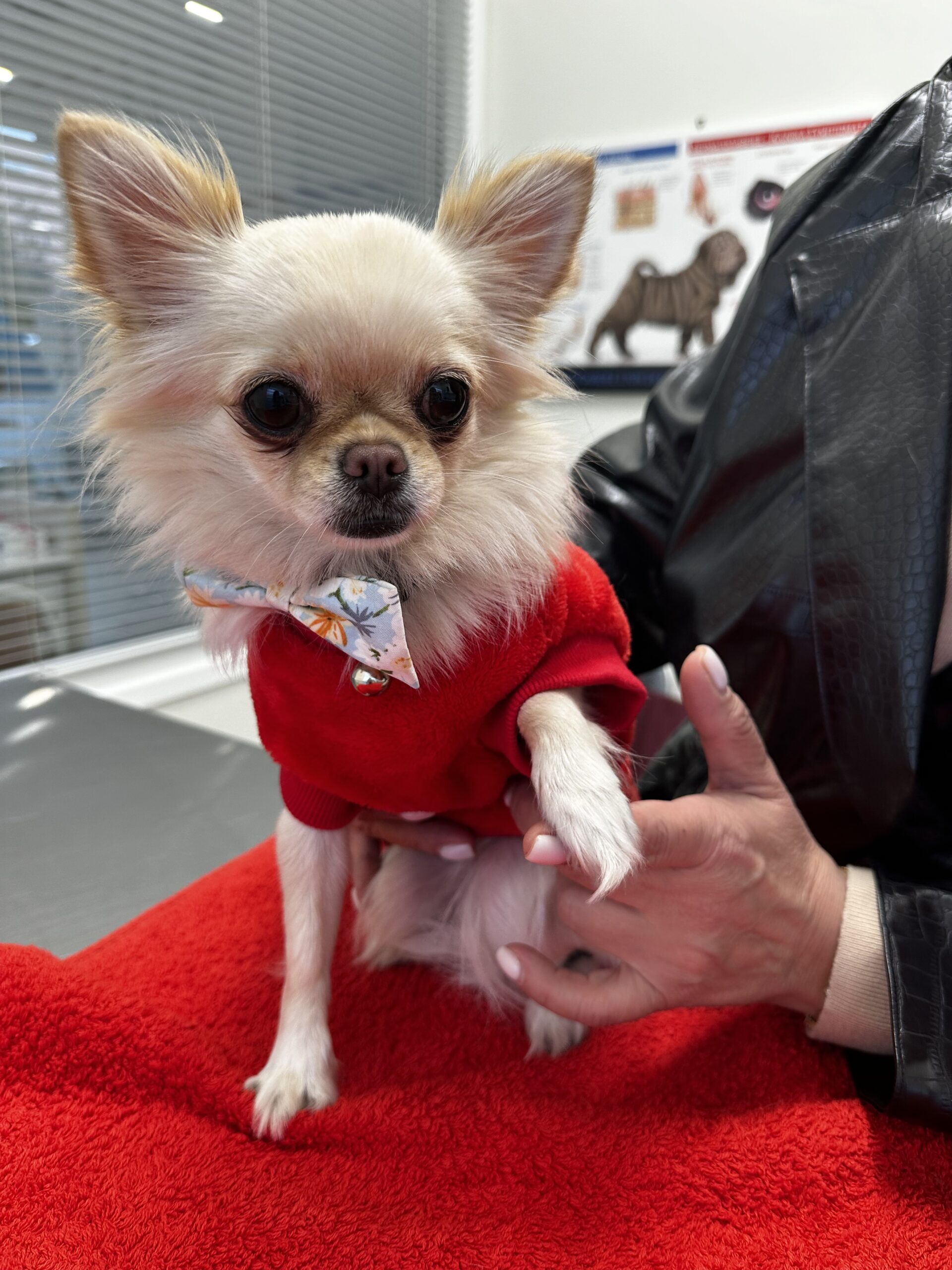 "Η Αξία της Προσαρμοσμένης Διατροφής ανάλογα με το Μέγεθος και τη Φυλή του Σκύλου" 20 σκύλος