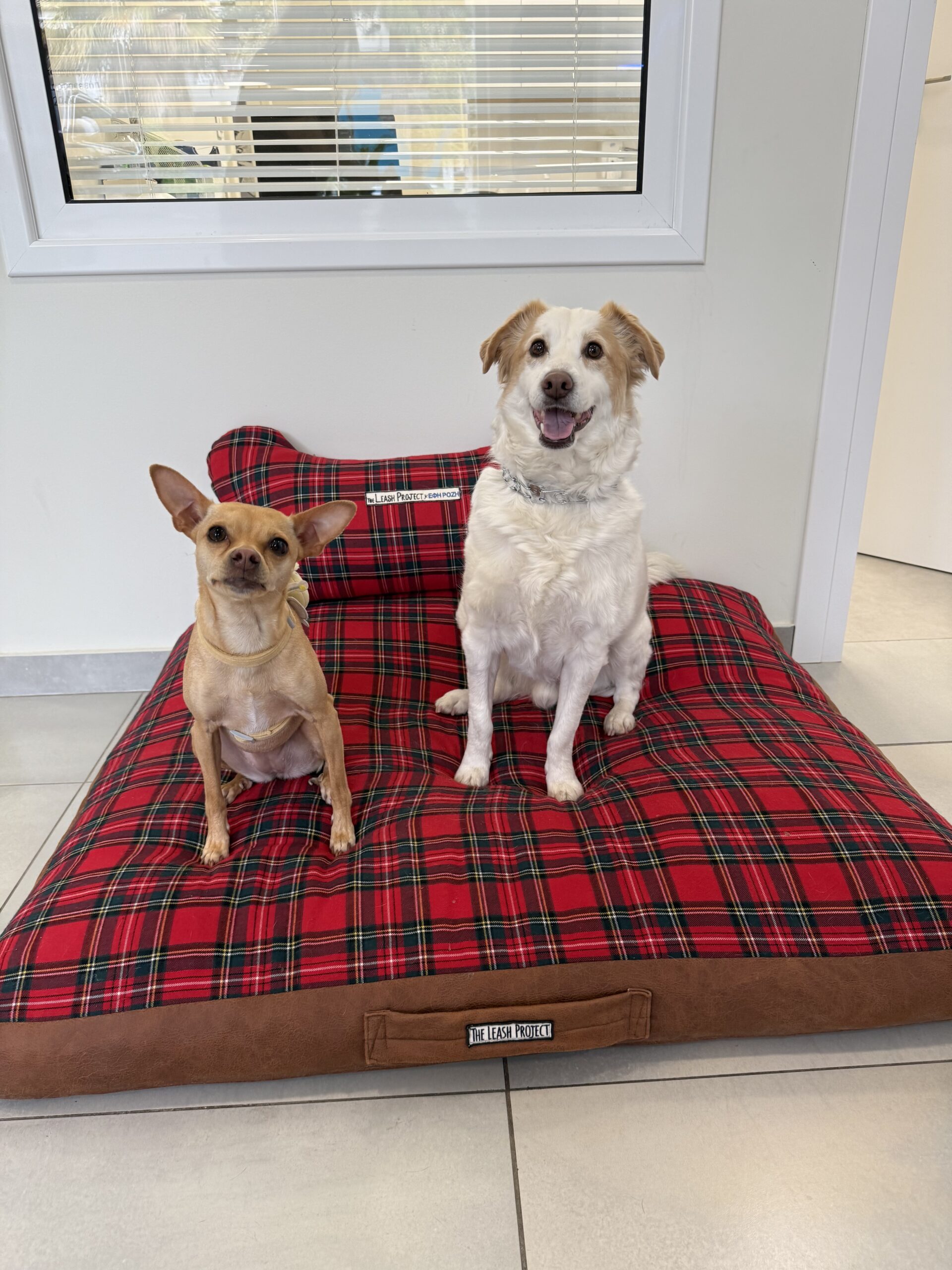 "Η Αξία της Προσαρμοσμένης Διατροφής ανάλογα με το Μέγεθος και τη Φυλή του Σκύλου" 21 σκύλος