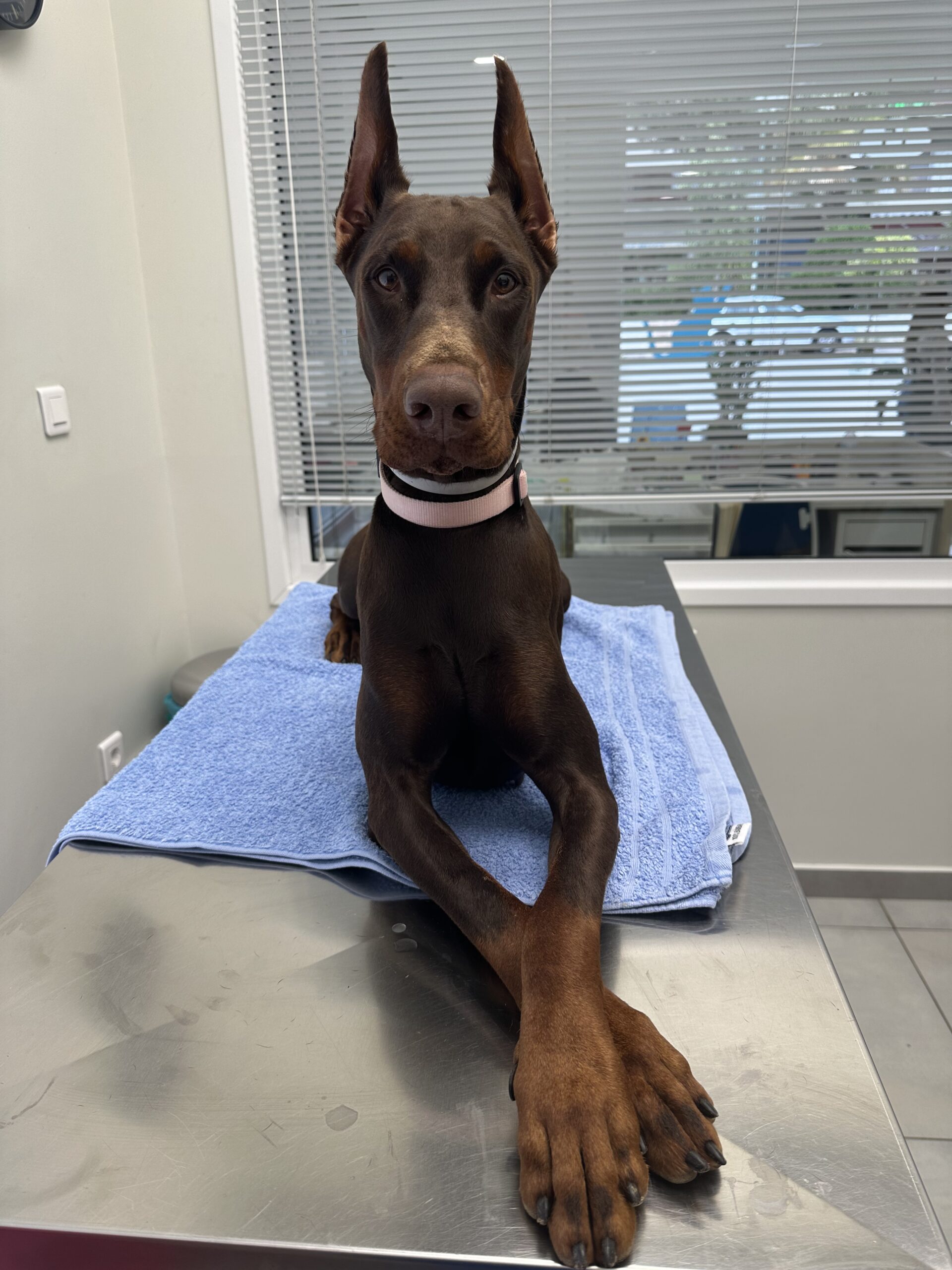 "Η Αξία της Προσαρμοσμένης Διατροφής ανάλογα με το Μέγεθος και τη Φυλή του Σκύλου" 13 σκ'υλος