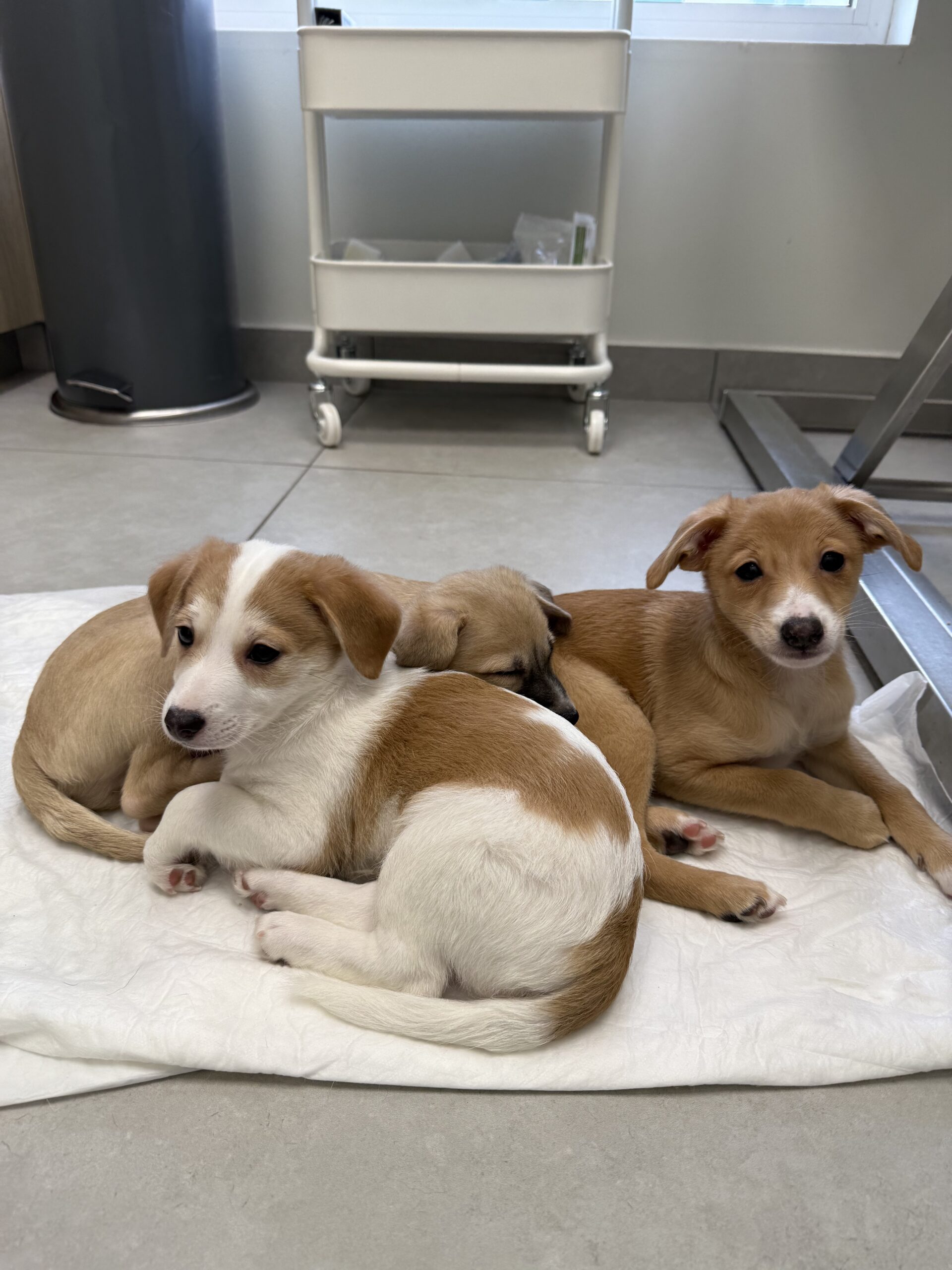 "Η Αξία της Προσαρμοσμένης Διατροφής ανάλογα με το Μέγεθος και τη Φυλή του Σκύλου" 15 σκύλος