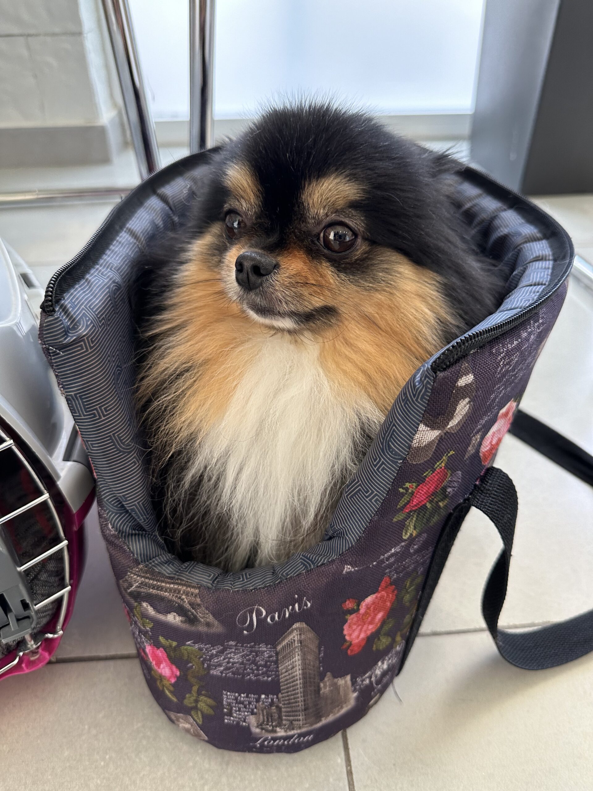 "Η Αξία της Προσαρμοσμένης Διατροφής ανάλογα με το Μέγεθος και τη Φυλή του Σκύλου" 17 σκύλος