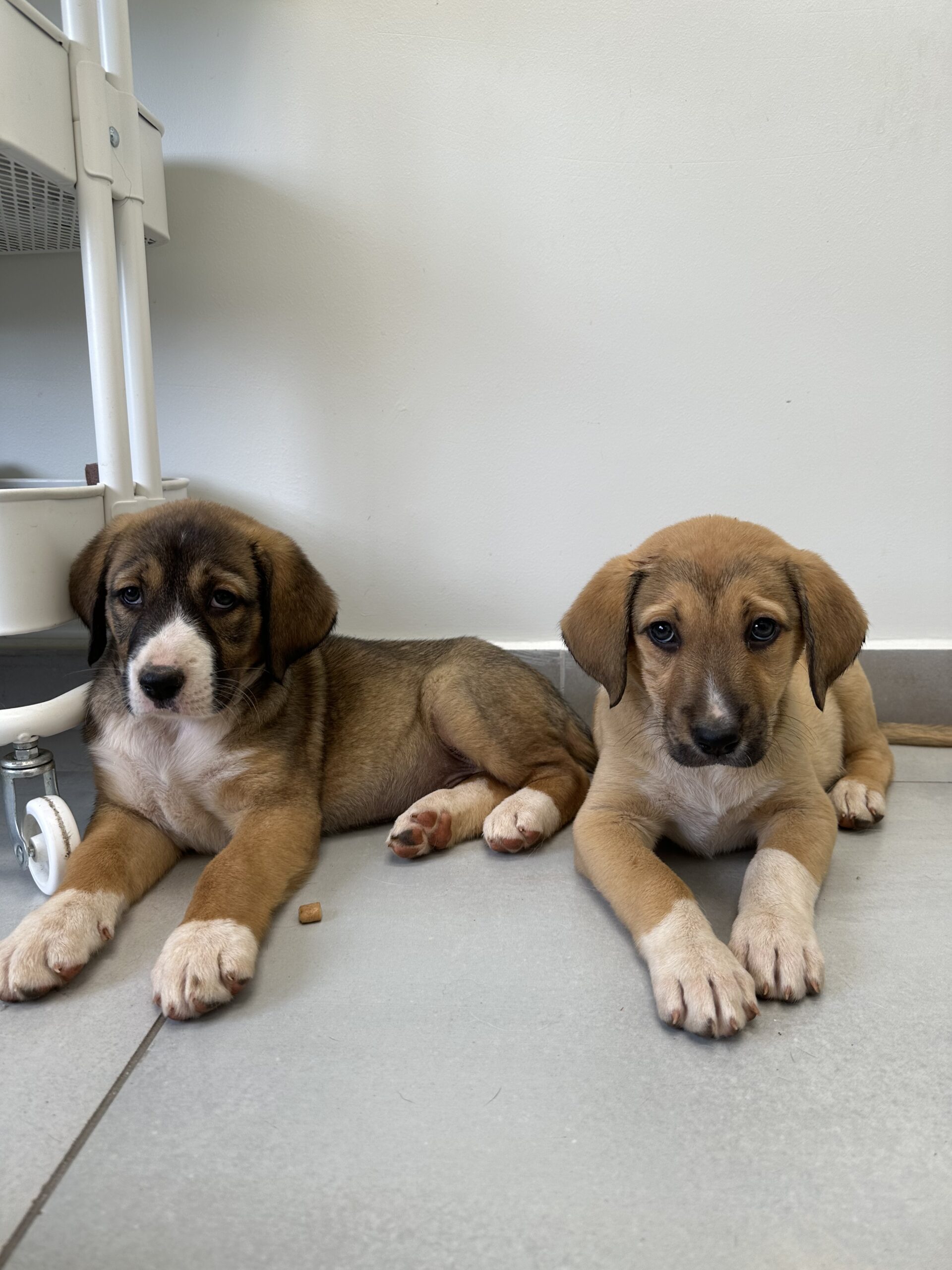 "Η Αξία της Προσαρμοσμένης Διατροφής ανάλογα με το Μέγεθος και τη Φυλή του Σκύλου" 18 σκύλος