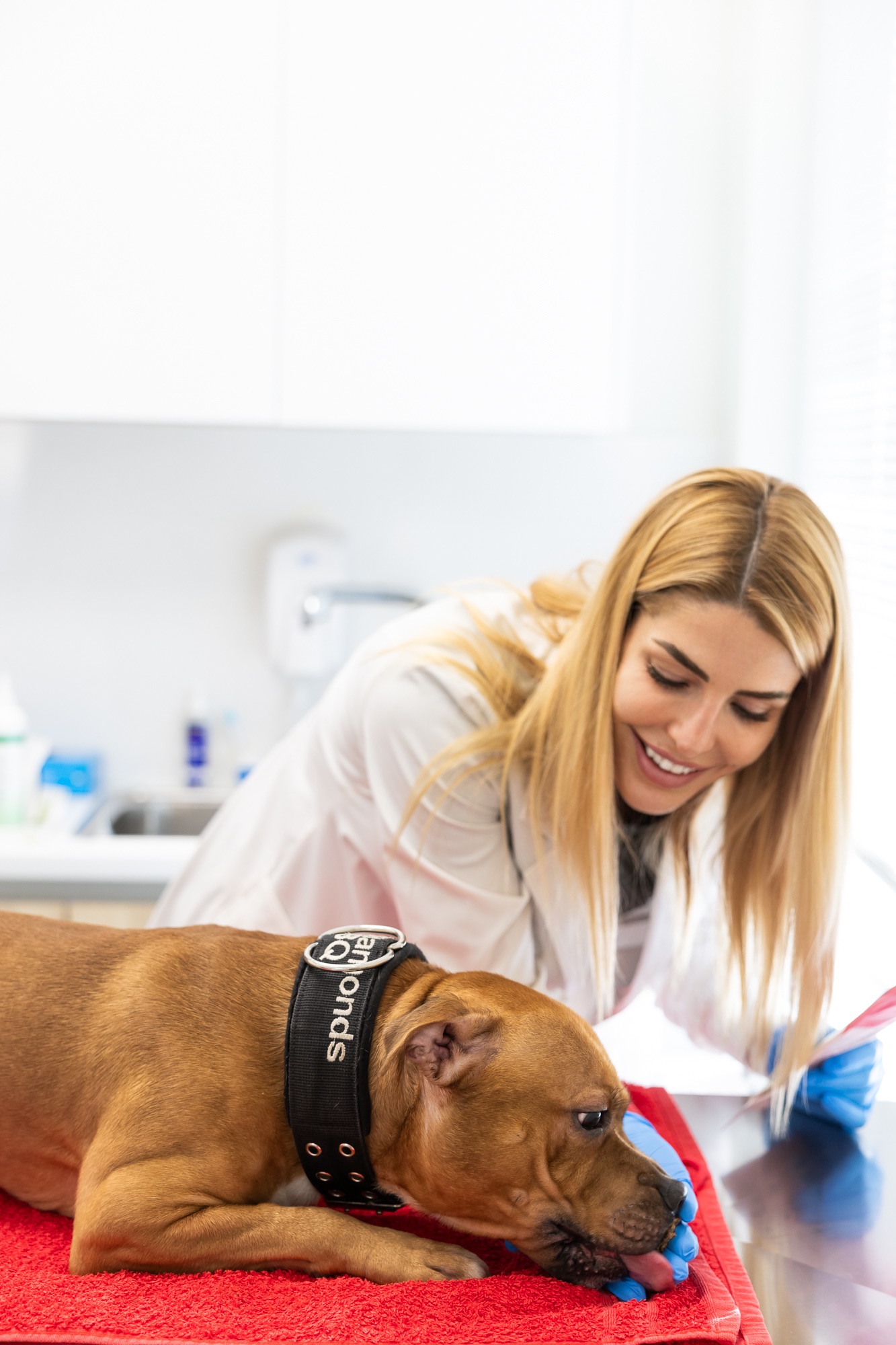 "Η Αξία της Προσαρμοσμένης Διατροφής ανάλογα με το Μέγεθος και τη Φυλή του Σκύλου" 14 σκύλος