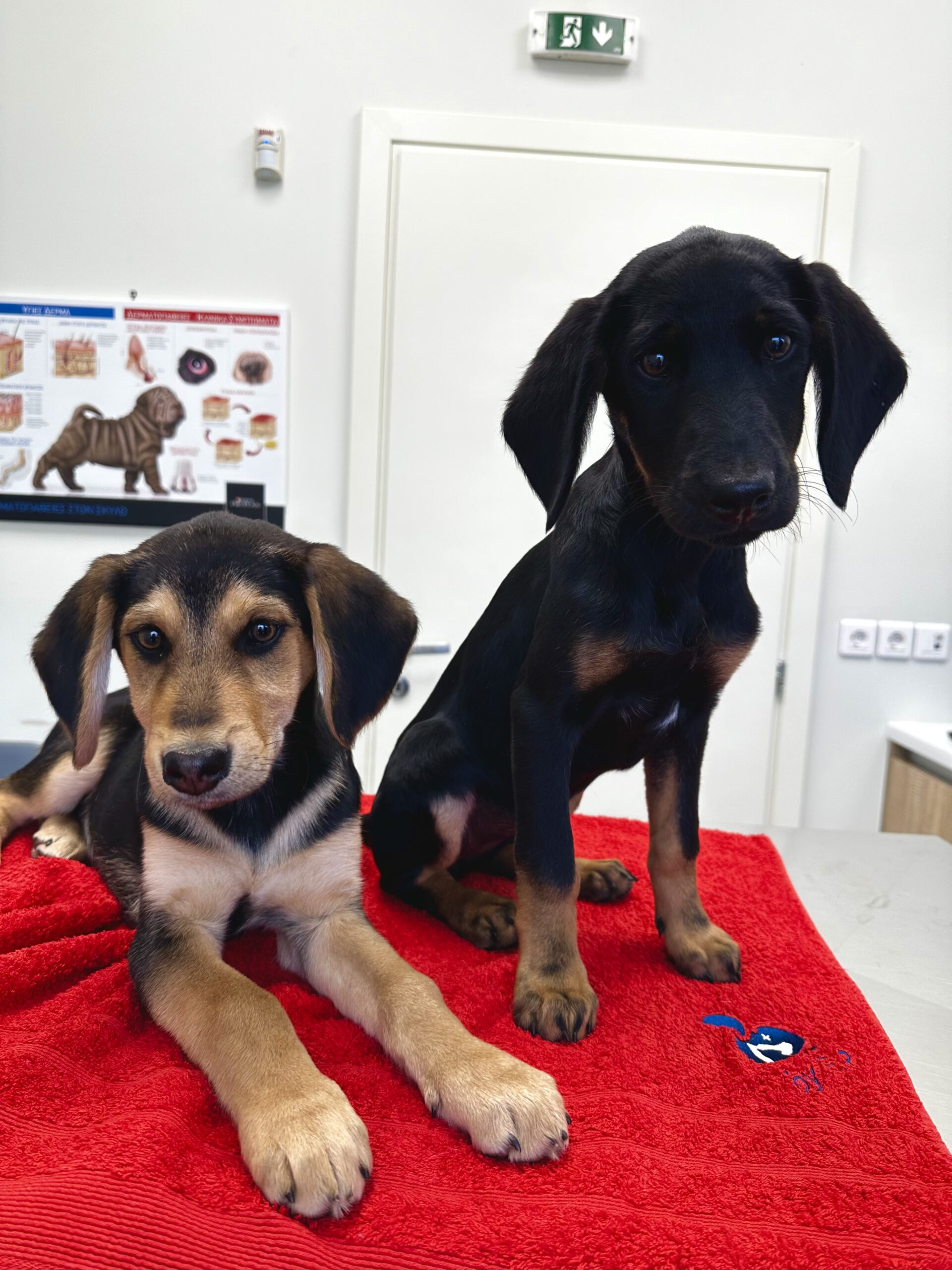 "Η Αξία της Προσαρμοσμένης Διατροφής ανάλογα με το Μέγεθος και τη Φυλή του Σκύλου" 19 σκύλος