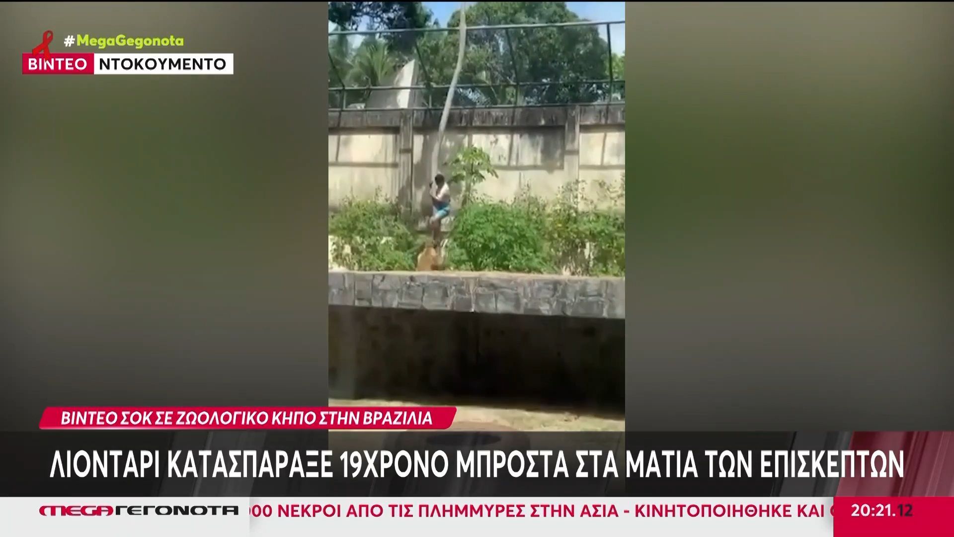 Βραζιλία: Λιοντάρι κατασπάραξε 19χρονο που εισέβαλε στον χώρο του στον ζωολογικό κήπο