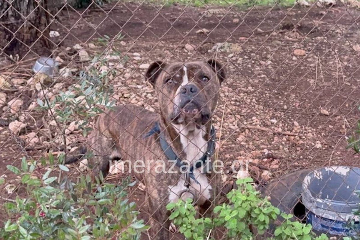 Ζάκυνθος: Συνελήφθησαν οι γονείς του 2χρονου που χάθηκε από επίθεση σκύλου – «Μου πήρε το παιδί μου» είπε συντετριμμένος ο πατέρας 4 σκυλί