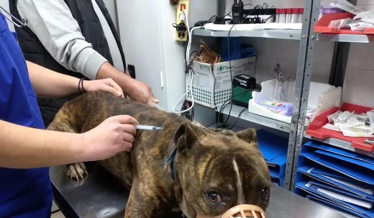 zakynthos-pitbull-11122025