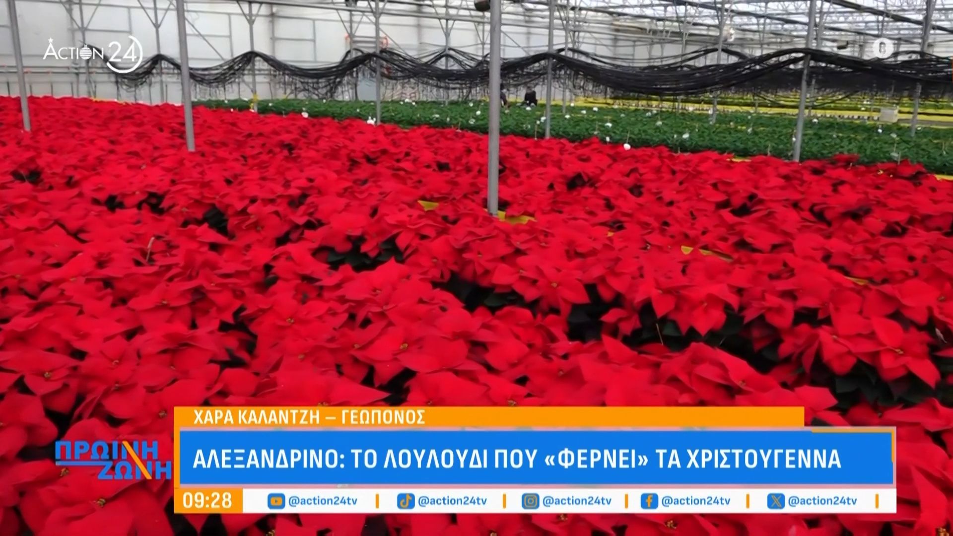 Αλεξανδρινό-Πώς-συντηρούμε-το-λουλούδι-των-Χριστουγέννων