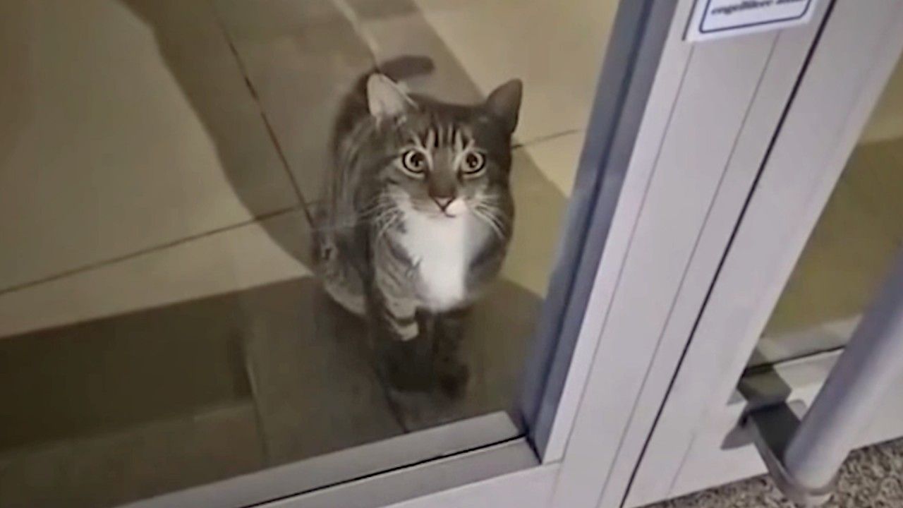 Γάτα-ενεργοποιεί-τον-συναγερμό-τράπεζας-και-καλεί…-την-αστυνομία