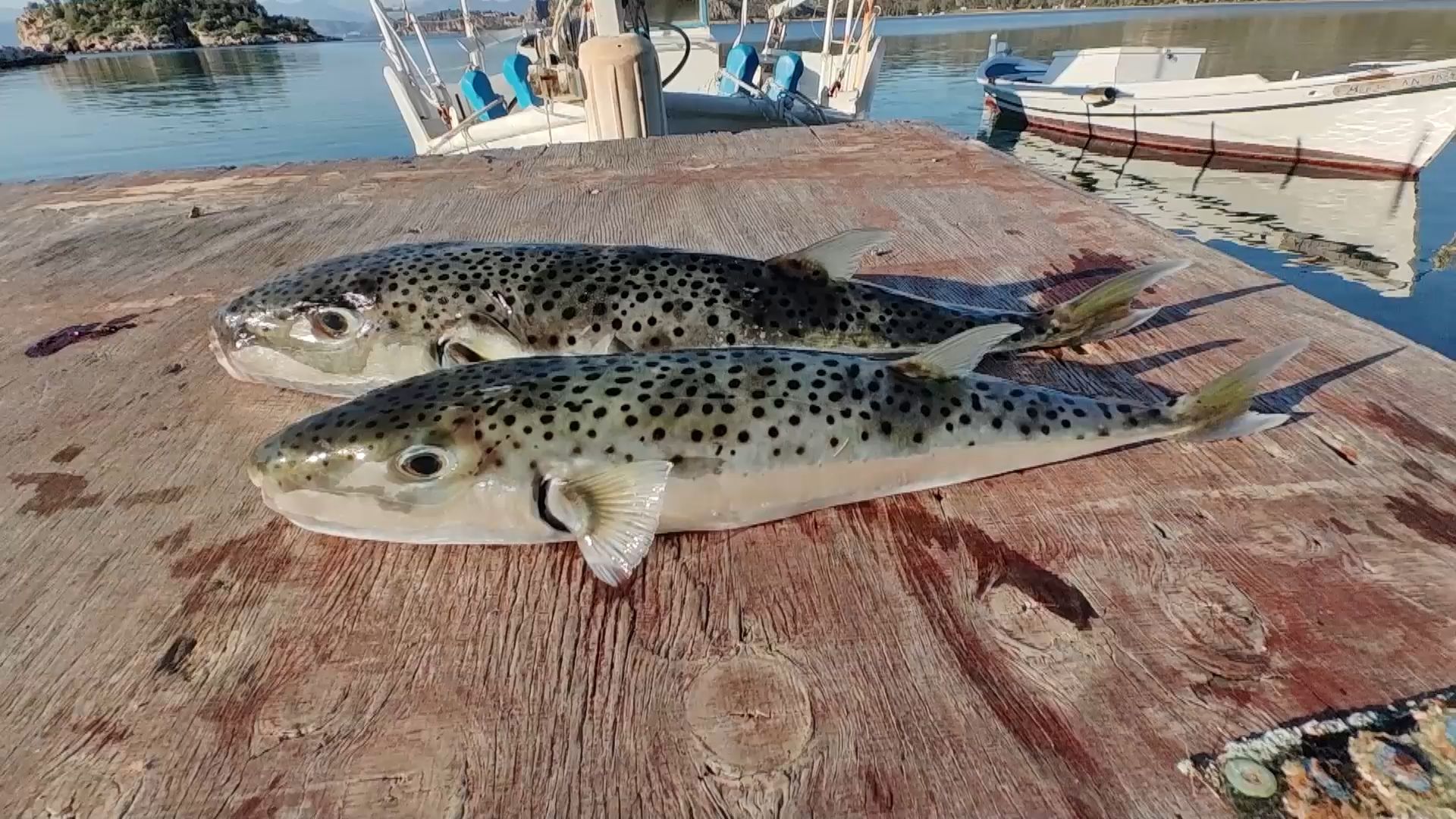 Γέμισε η παραλία Καραθώνα του Ναυπλίου με ψάρια λαγοκέφαλους