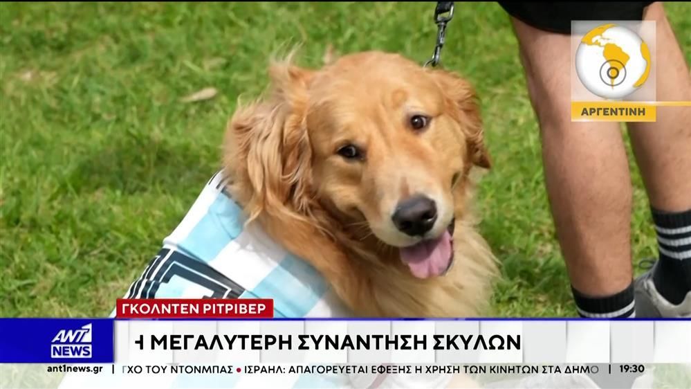 Γκόλντεν-Ριτρίβερ-Η-μεγαλύτερη-συνάντηση-σκύλων-στο-Μπουένος-Άιρες