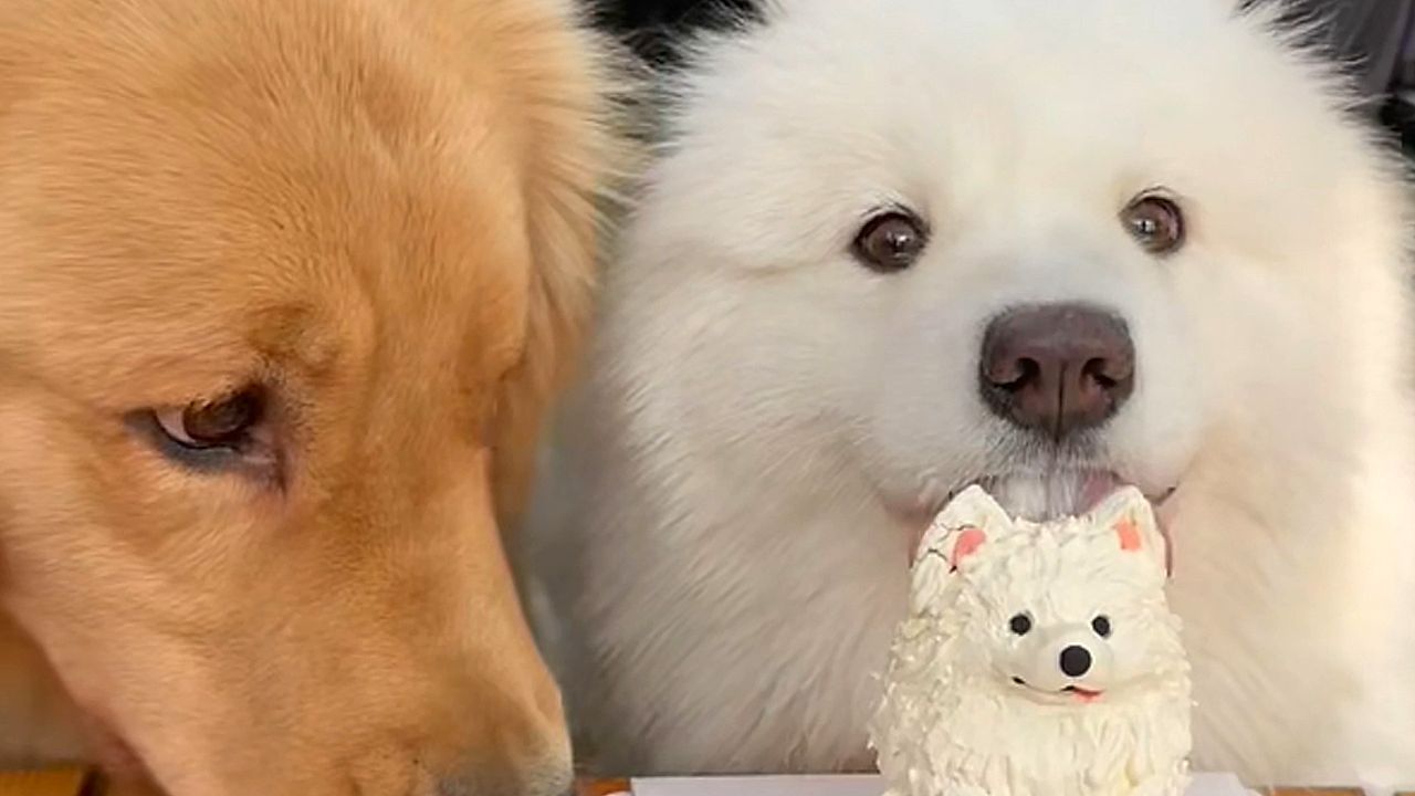 Γκόλντεν-Ριτρίβερ-κάνει-χαλάστρα-στα-γενέθλια-φίλου-του