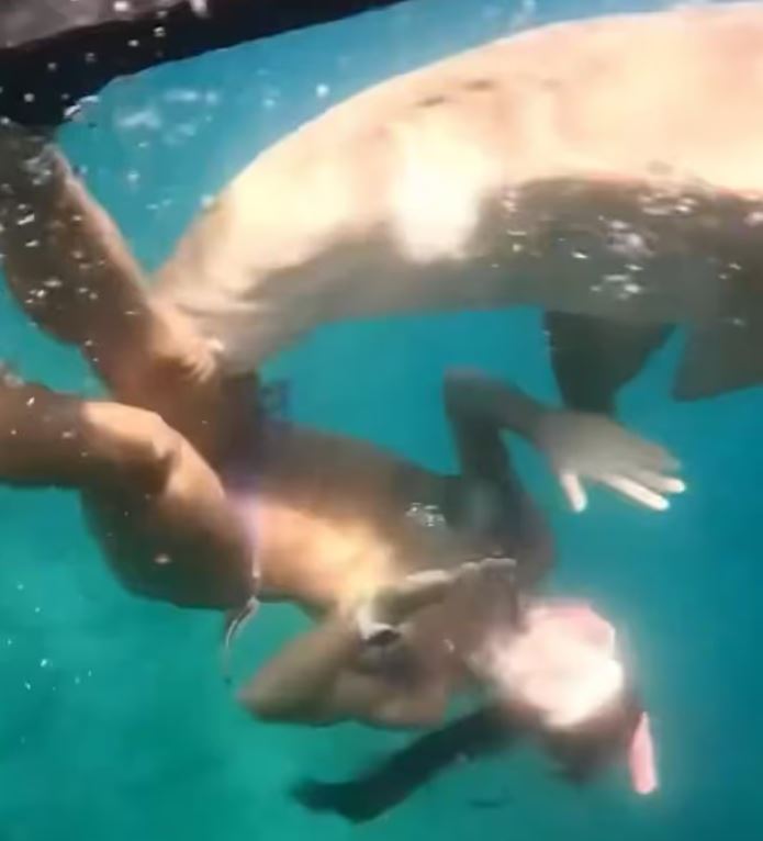 Βίντεο: Η στιγμή που καρχαρίας επιτίθεται σε γυναίκα που έκανε κατάδυση – «Ήξερα ότι με είχε δαγκώσει»