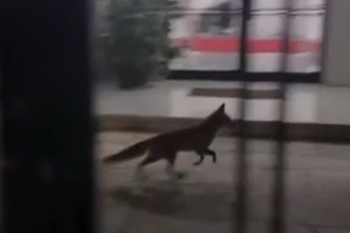 Μέγαρο Μαξίμου: Αλεπού «περιφερόταν» στον κήπο του κτιρίου