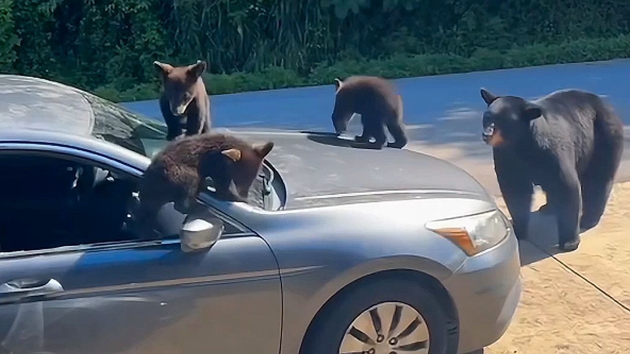 apithani-oikogeneia-arkoydon-katalamvanei-parkarismeno-aytokinito-1767708860