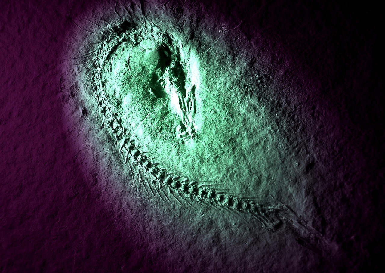 Εκπληκτική εύρεση στην Κίνα: 100 άγνωστα ζώα επιβίωσαν μαζικής εξαφάνισης πριν από 500 εκατ. χρόνια