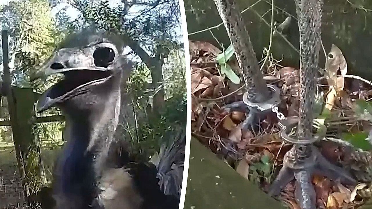 Αστυνομικός συλλαμβάνει πουλί Εμού και του βάζει… χειροπέδες