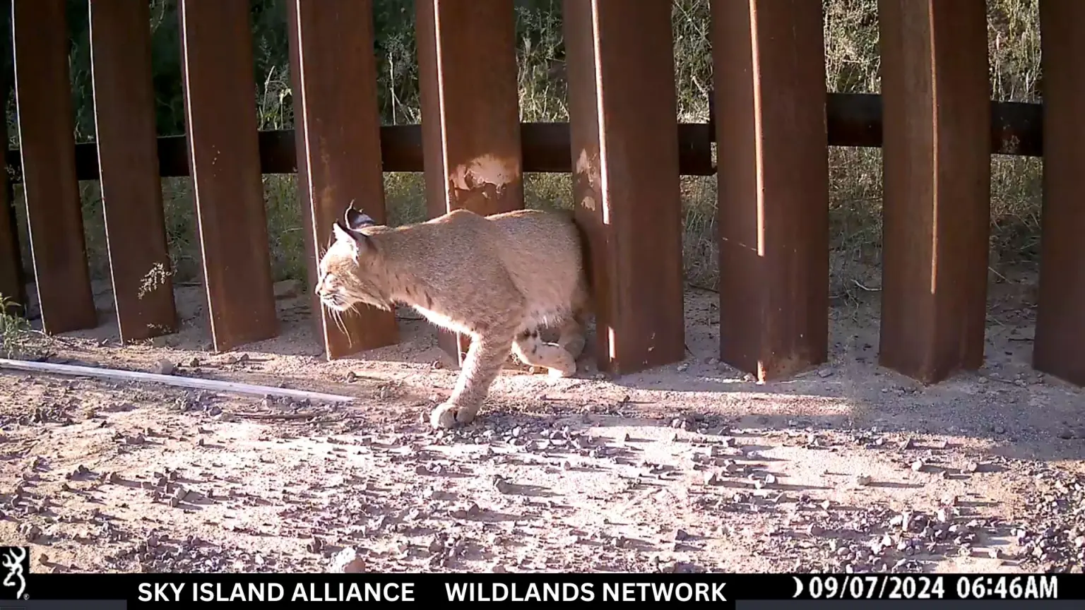 Αναστάτωση με τα «πορτάκια για σκύλους» στο τείχος ΗΠΑ-Μεξικού – «Ορισμένα ζώα κινδυνεύουν ακόμη και με λιμοκτονία» προειδοποιούν οι ειδικοί στην άγρια ζωή 4 Μια γάτα γλιστράει μέσα από τον τοίχο.Sky Island Alliance / Wildlands Network