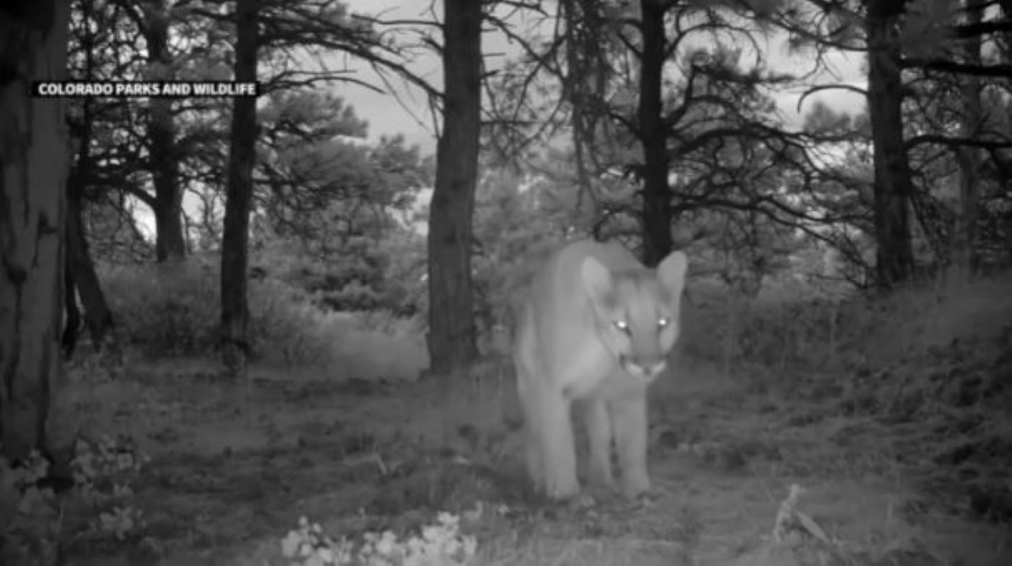 Κολοράντο: Πούμα επιτέθηκε και θανάτωσε γυναίκα σε πεζοπορία