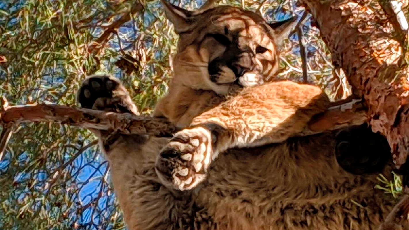 ΗΠΑ: Γυναίκα σκοτώθηκε από επίθεση πούμα στο Κολοράντο