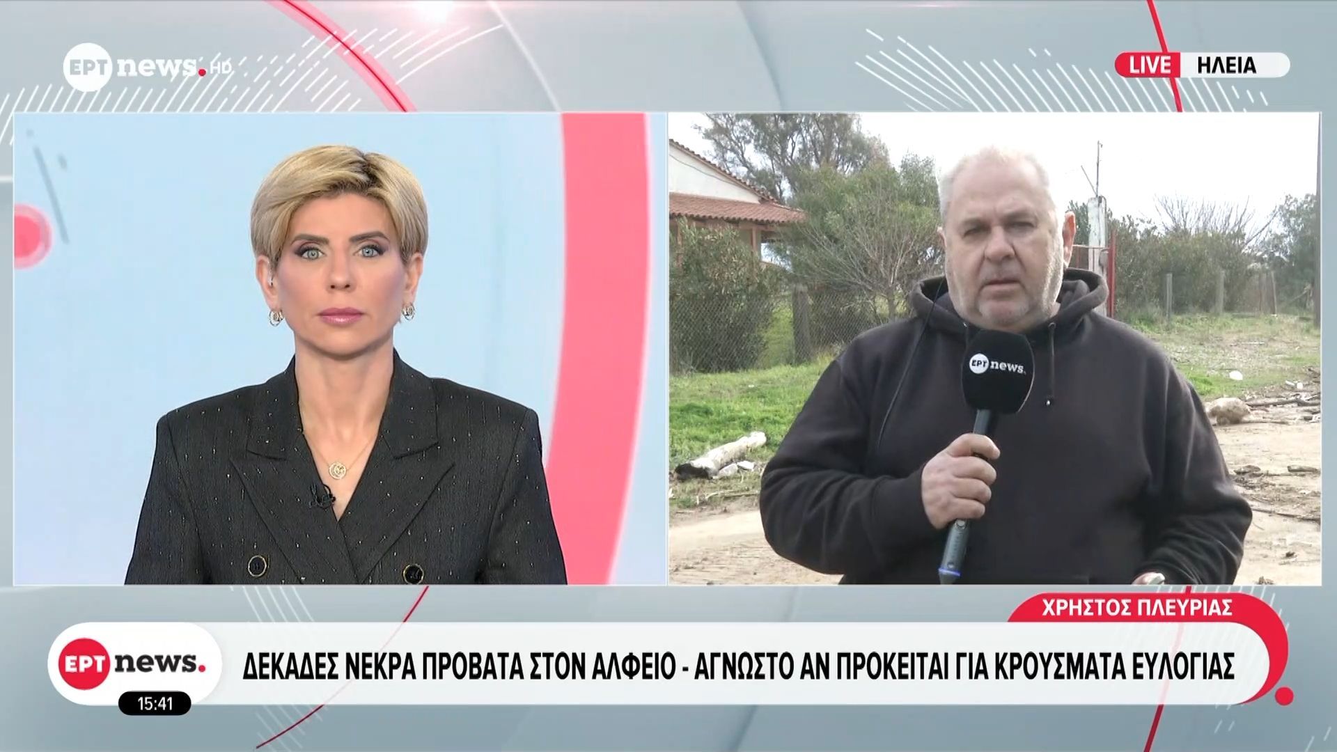 Δεκάδες νεκρά πρόβατα στον Αλφειό – Άγνωστο αν πρόκειται για κρούσματα ευλογιάς