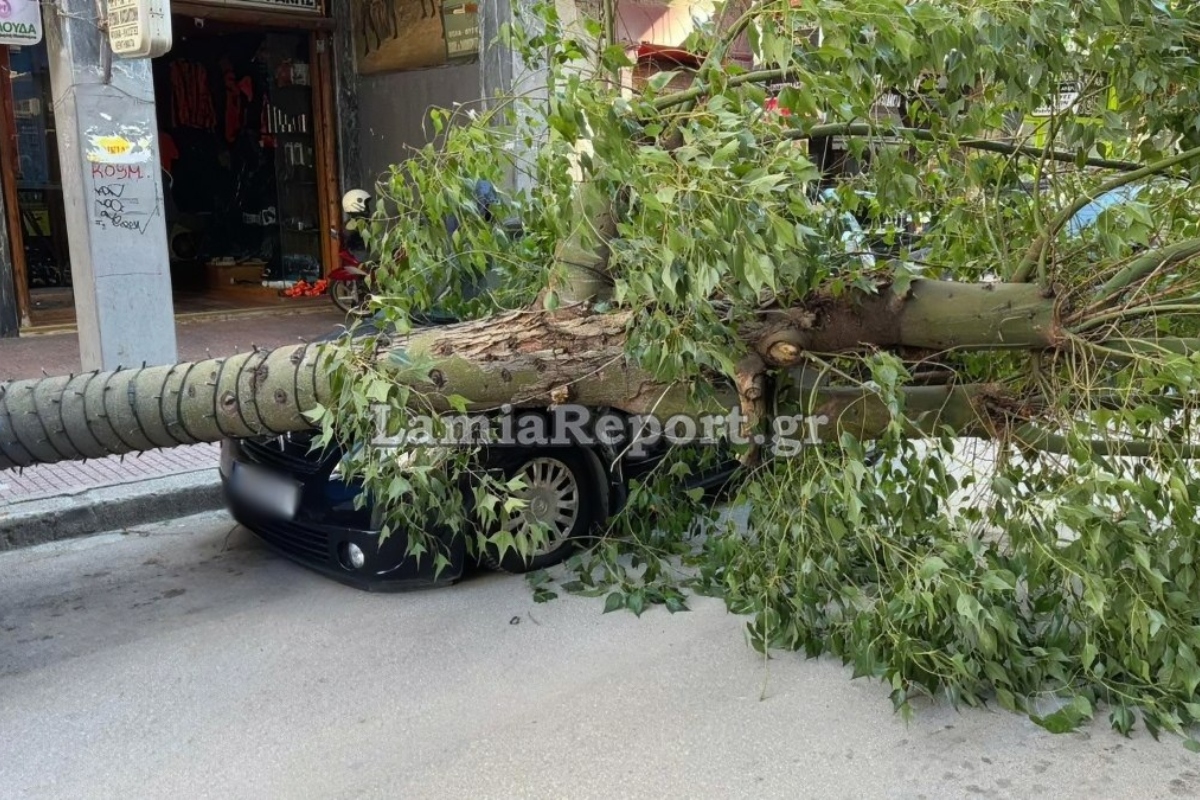 Λαμία: Δέντρο έπεσε πάνω σε αυτοκίνητα στο κέντρο της πόλης