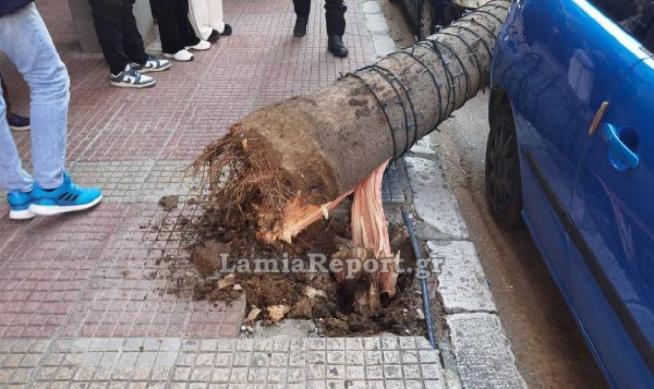 Ξεριζωμένο δέντρο