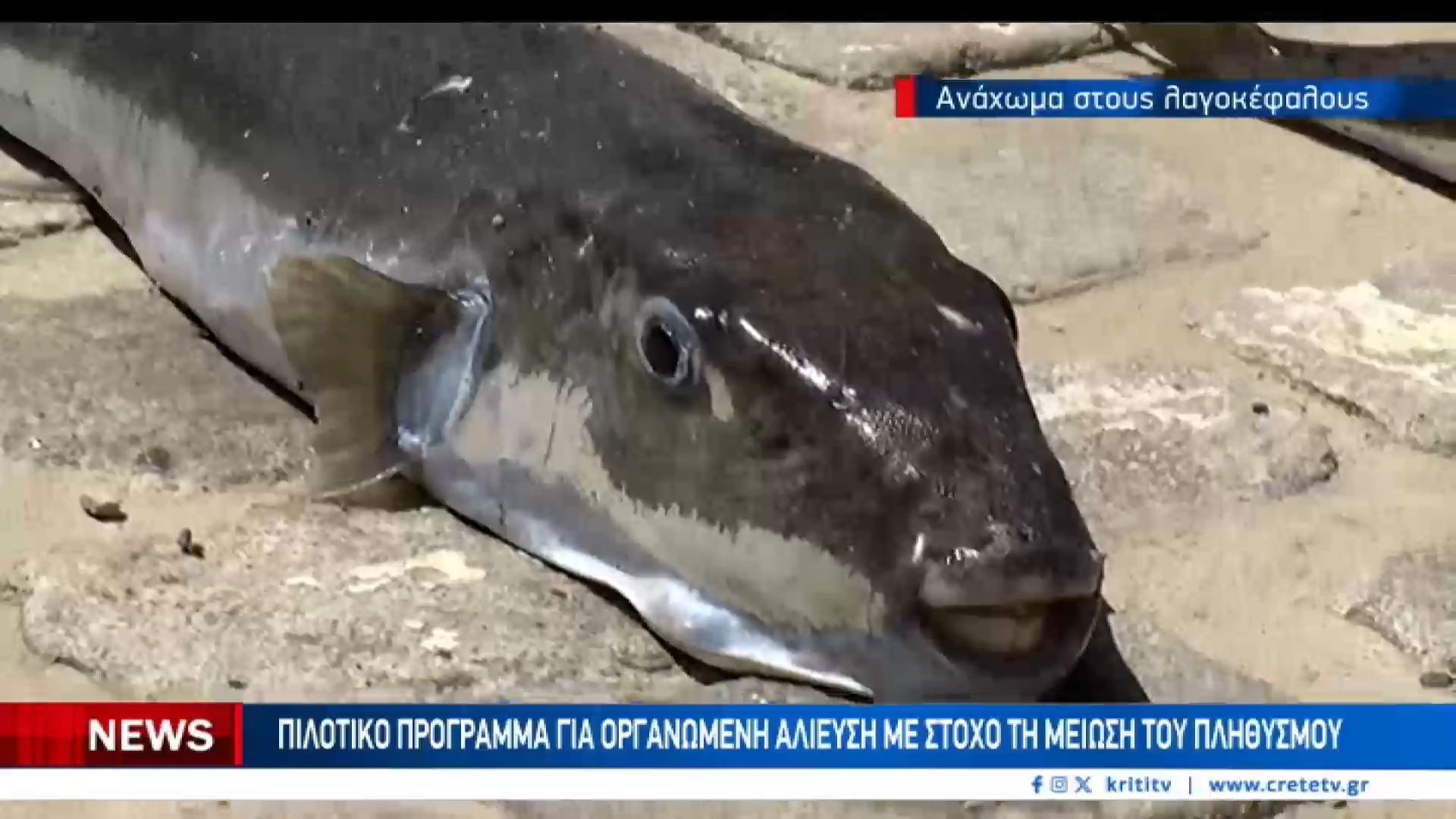 ”Πνίγουν” οι λαγοκέφαλοι τις Κρητικές θάλασσες