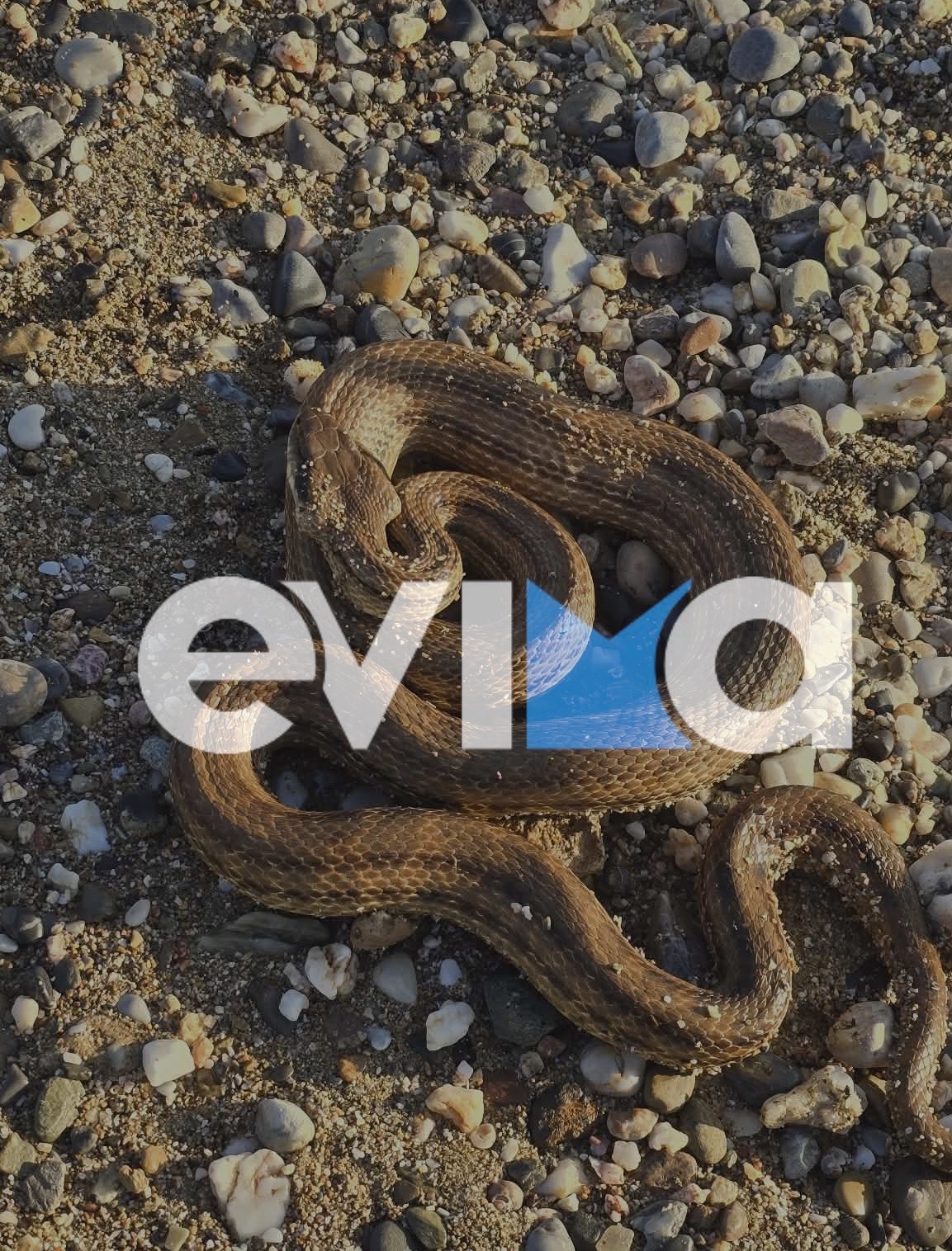 Φίδι στην Εύβοια
