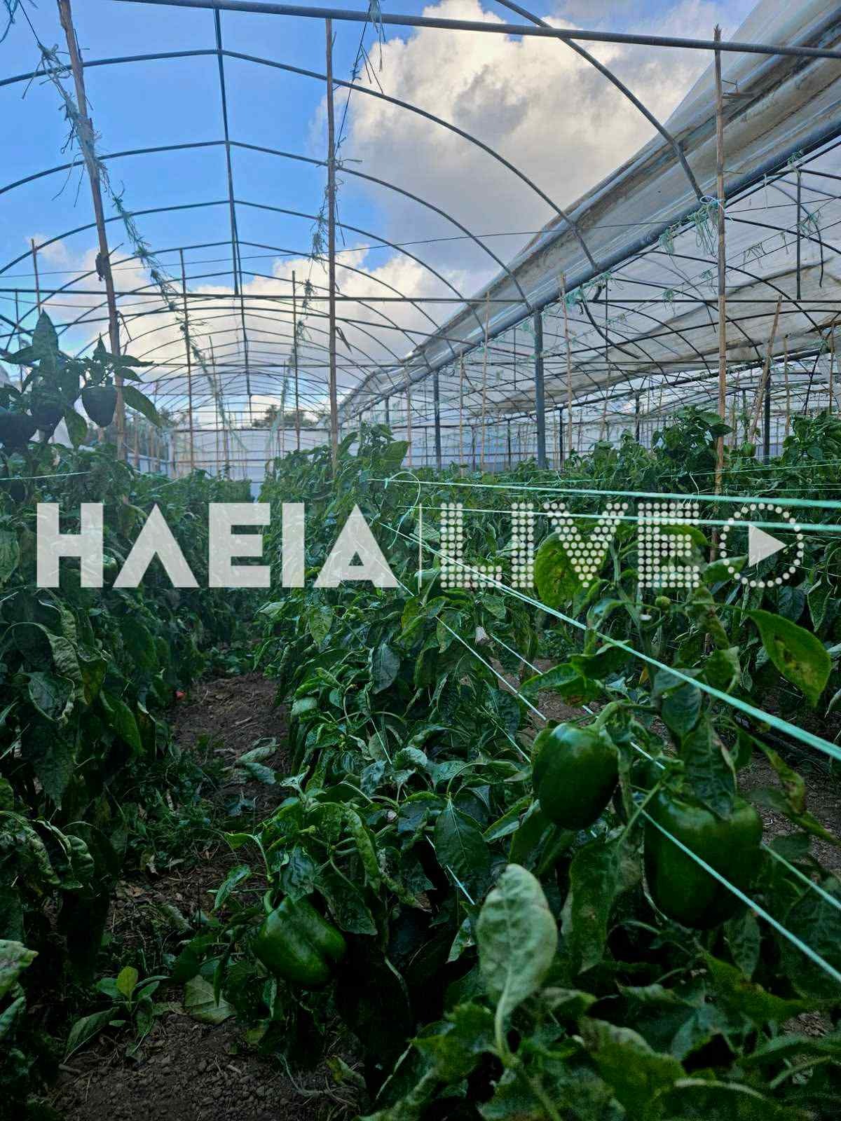 Ηλεία: Ανεμοστρόβιλος αναποδογύρισε 2 αυτοκίνητα – Σοβαρές ζημιές σε αγροτικές εγκαταστάσεις 6 Θερμοκήπιο