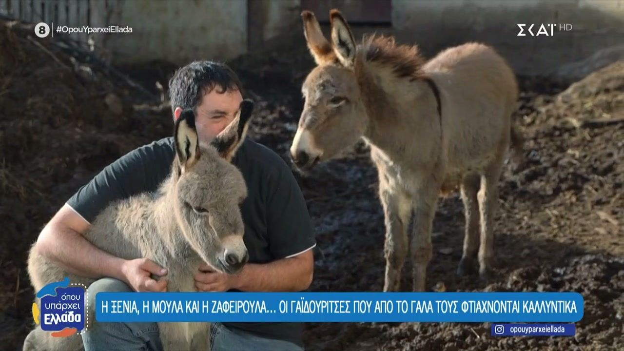 i-ksenia-i-moyla-kai-i-zafeiroyla-oi-gaidoyritses-poy-apo-to-gala-toys-ftiachnontai-kallyntika-1767794450