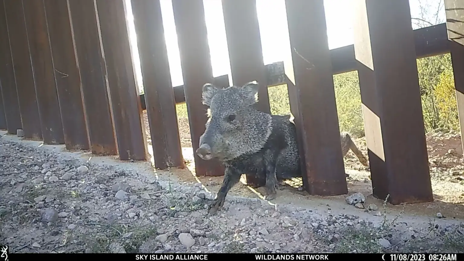 Αναστάτωση με τα «πορτάκια για σκύλους» στο τείχος ΗΠΑ-Μεξικού – «Ορισμένα ζώα κινδυνεύουν ακόμη και με λιμοκτονία» προειδοποιούν οι ειδικοί στην άγρια ζωή 3 Αναστάτωση με τα «πορτάκια για σκύλους» στο τείχος ΗΠΑ-Μεξικού – «Ορισμένα ζώα κινδυνεύουν ακόμη και με λιμοκτονία» προειδοποιούν οι ειδικοί στην άγρια ζωή