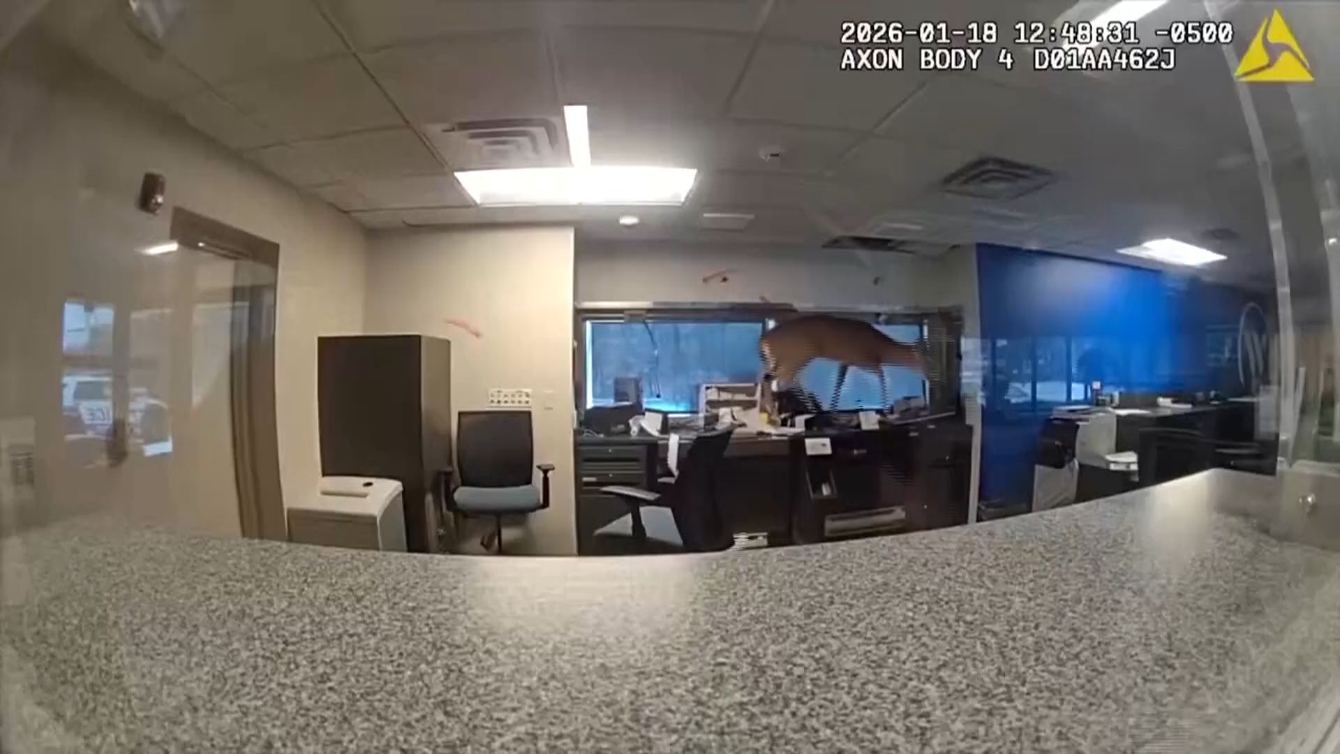 Νέα Υόρκη: Δεν πρόκειται για ΑΙ – Ελάφι εισέβαλε σε τράπεζα από το παράθυρο