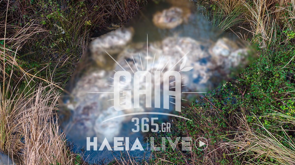 Συναγερμός στον Αλφειό με δεκάδες νεκρά πρόβατα σε σήψη: Απειλή για τη δημόσια υγεία